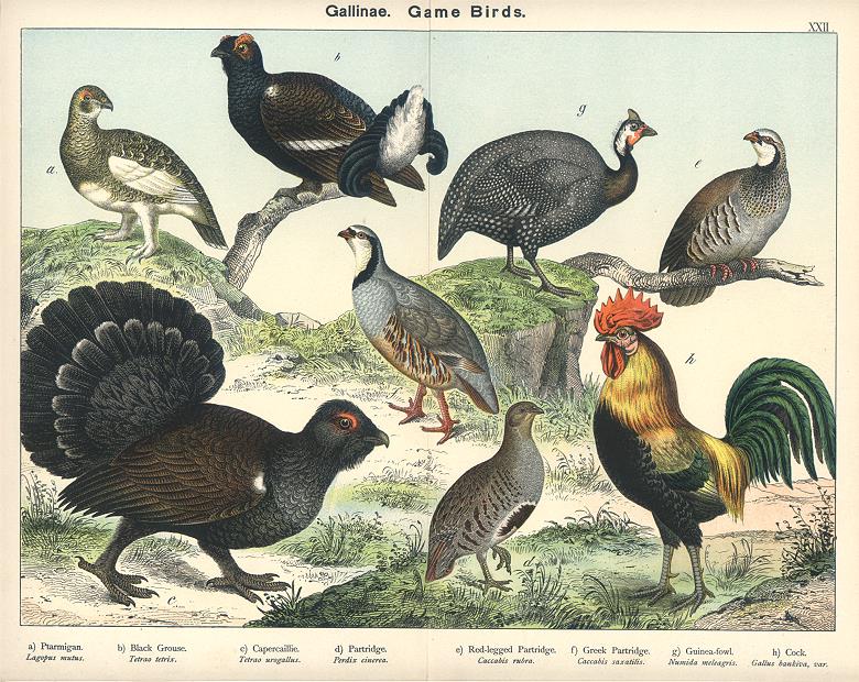 Birds, Gallinea - Game Birds, 1885