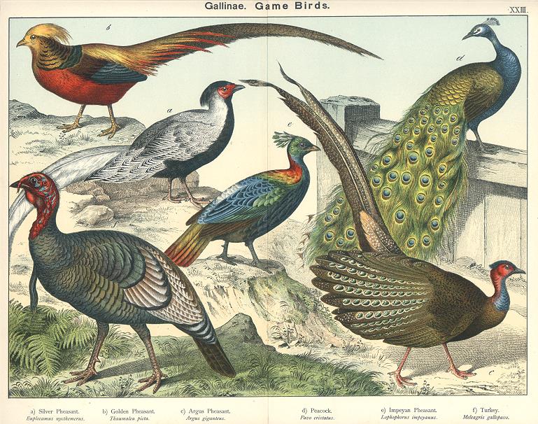 Birds, Gallinea - Game Birds, 1885