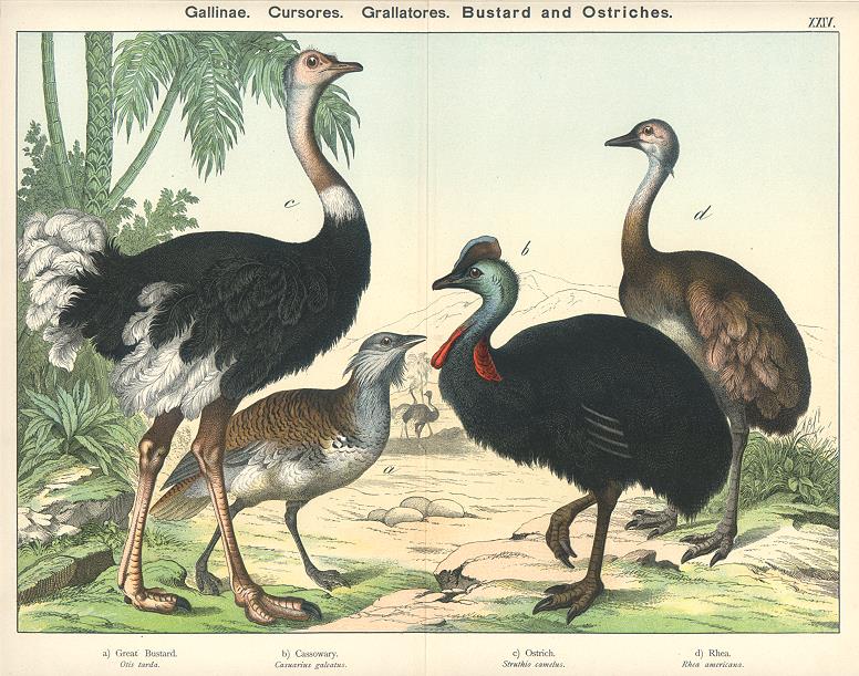handbook of the birds of the world ostrich