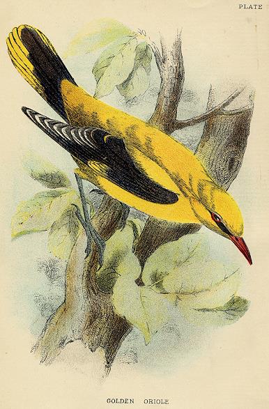 Golden Oriole print, 1896