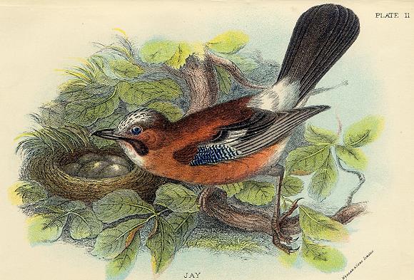 Jay print, 1896