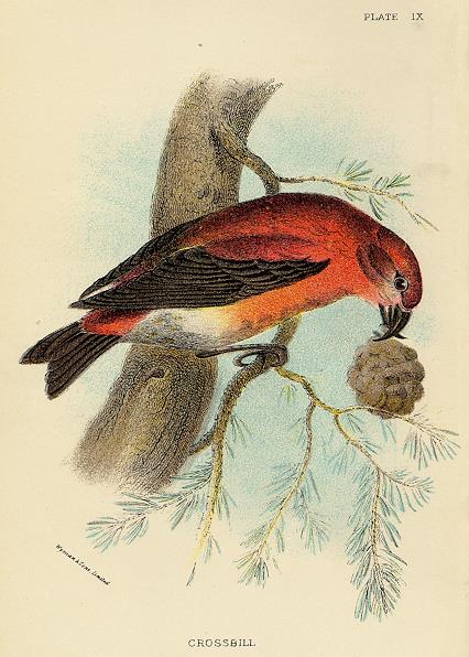 Crossbill print, 1896