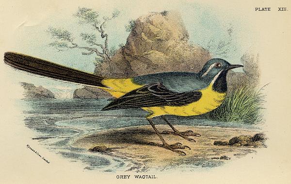 Grey Wagtail print, 1896