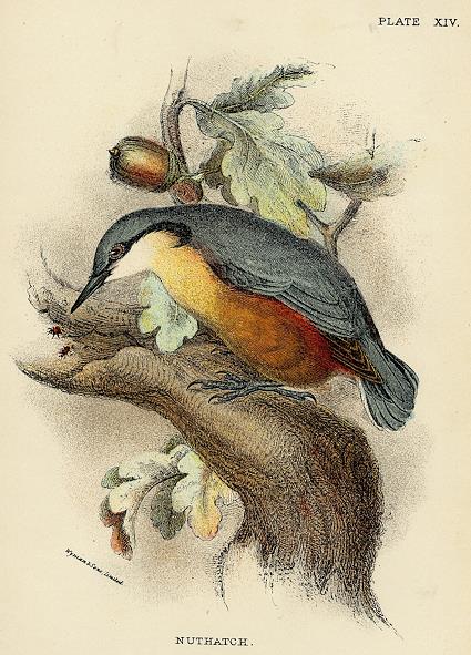 Nuthatch print, 1896