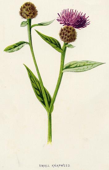 Small Knapweed, 1891