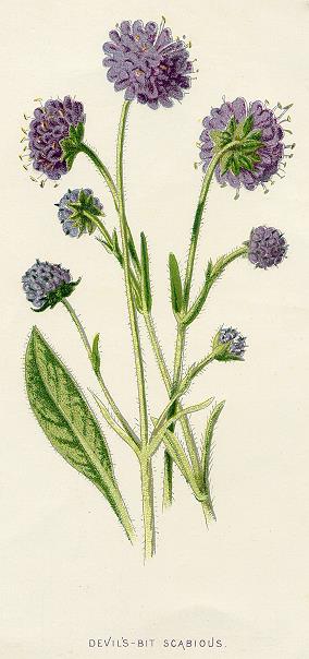 Devil's-Bit Scabious, 1891