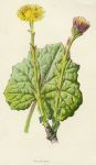 Coltsfoot, 1891