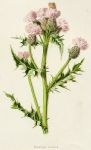 Creeping Thistle, 1891