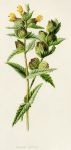 Yellow Rattle, 1891