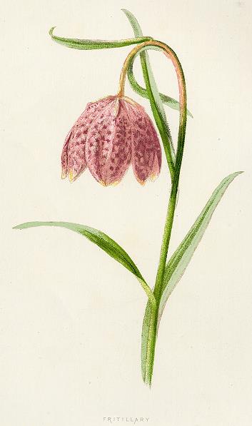 Fritillary, 1891