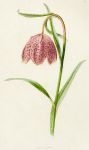 Fritillary, 1891