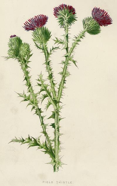 Field Thistle, 1891