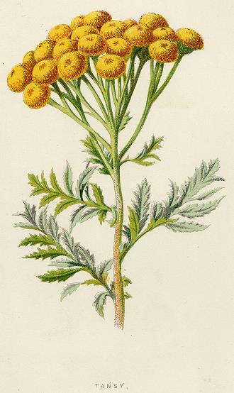 Tansy, 1891