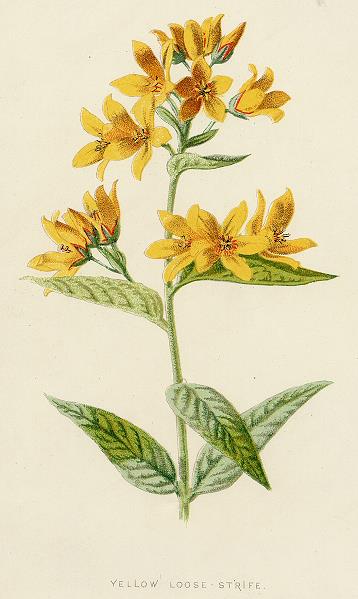 Yellow Loose-Strife, 1891