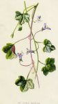 Ivy leaved Toadflax, 1891