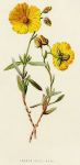 Common Rock-Rose, 1891