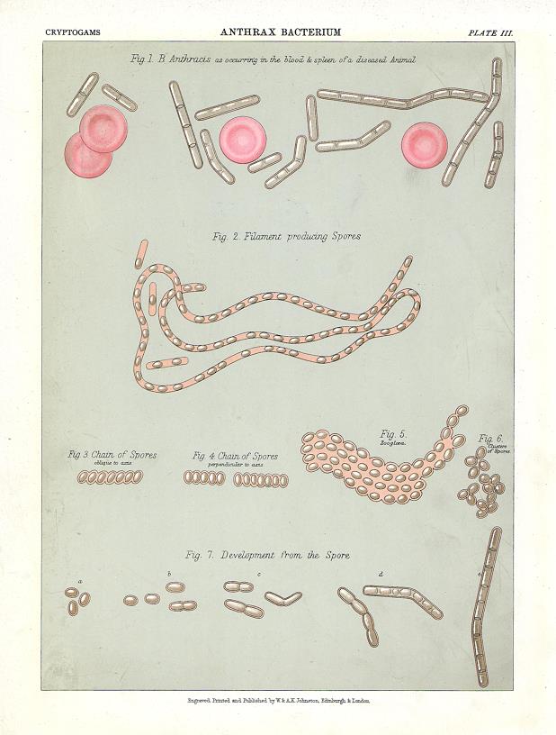 Anthrax Bacterium, 1883