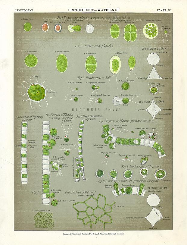 Protococcus - Water-Net, 1883