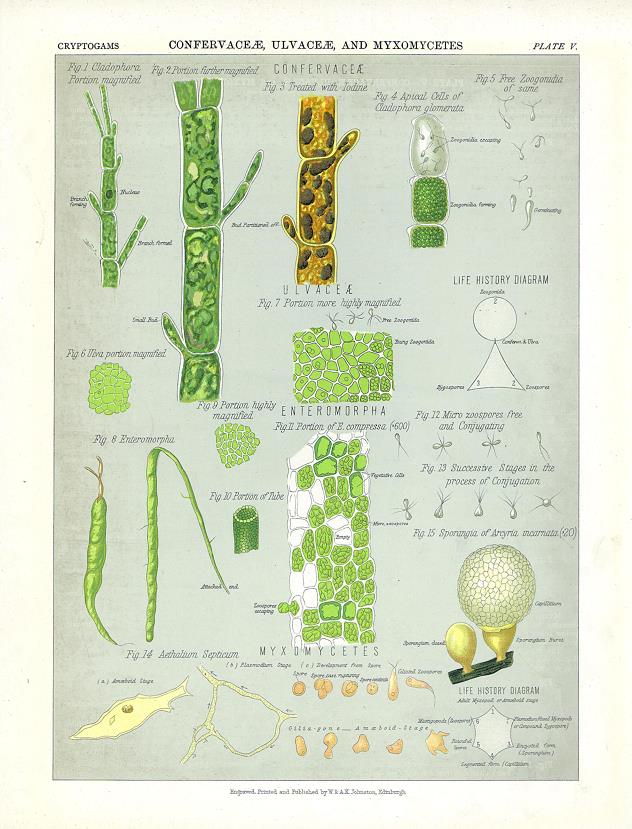 Confervaceae, Ulvaceae & Myxomycetes, 1883