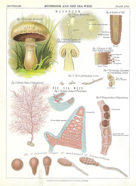 Mushroom & Red Sea Weed, 1883