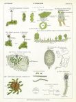 Liverworts, 1883