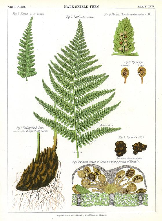 Male Shield Fern, 1883