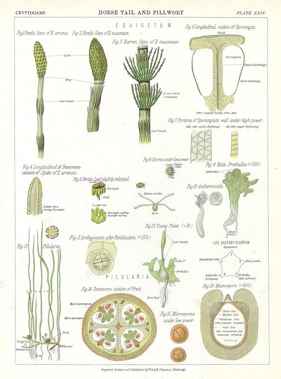 Horse Tail and Pillwort, 1883