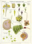 Parasites & Insectivorous Plants, 1883