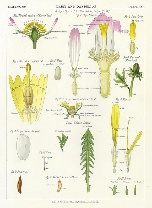 Daisy & Dandelion, 1883