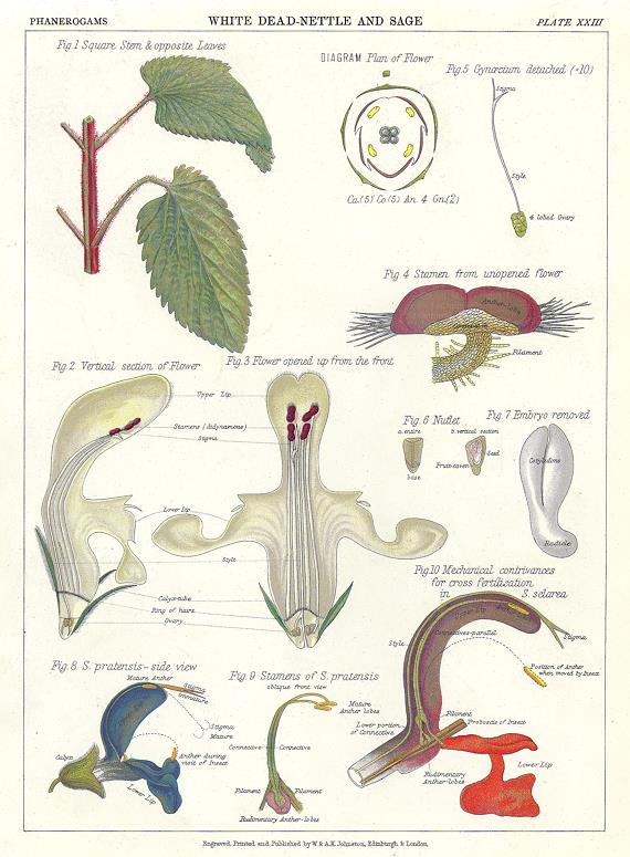 White Dead-Nettle and Sage, 1883