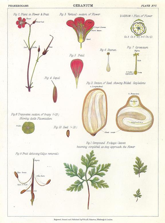 Geranium, 1883