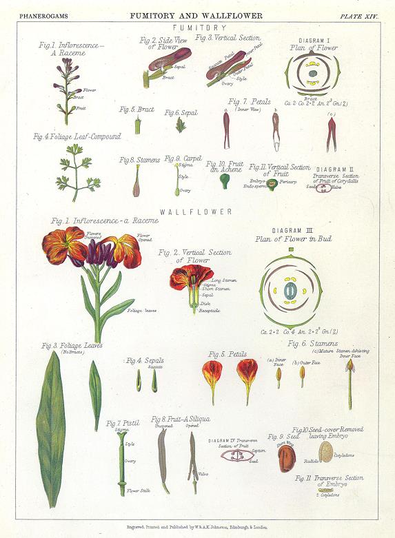 Fumitory and Wallflower, 1883