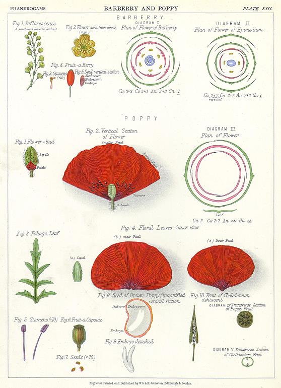 Barberry and Poppy, 1883