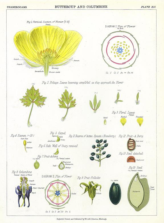 Buttercup and Columbine, 1883