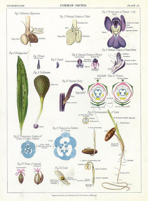 Common Orchis, 1883