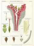 Lily and Crown Imperial, 1883