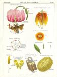 Lily and Crown Imperial, 1883