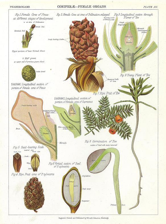 Conifers - female, 1883