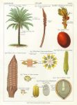 Cycads, 1883