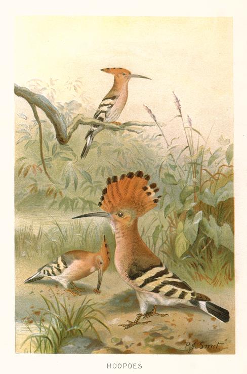 Hoopoes, Royal Natural History, 1895