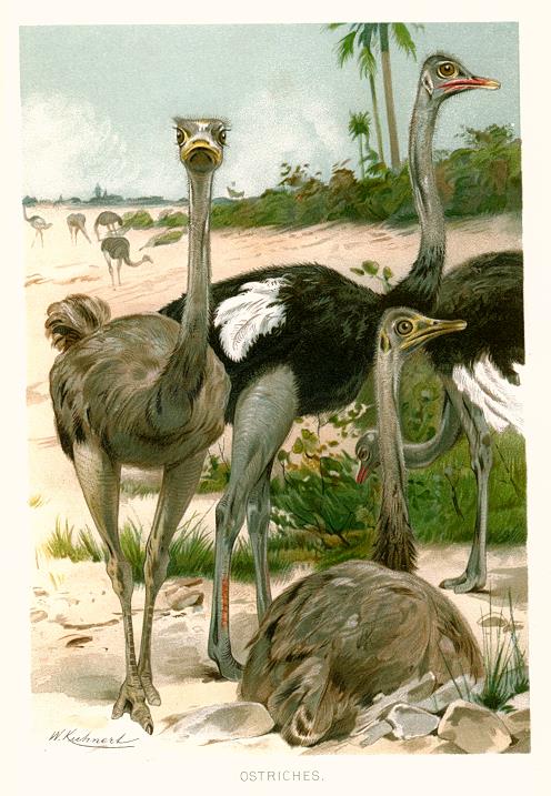 Ostriches, Royal Natural History, 1895