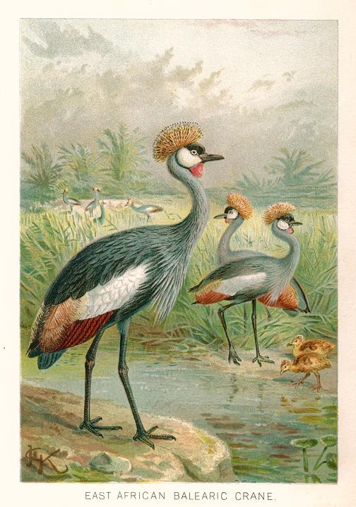 East African Balearic Crane, 1895