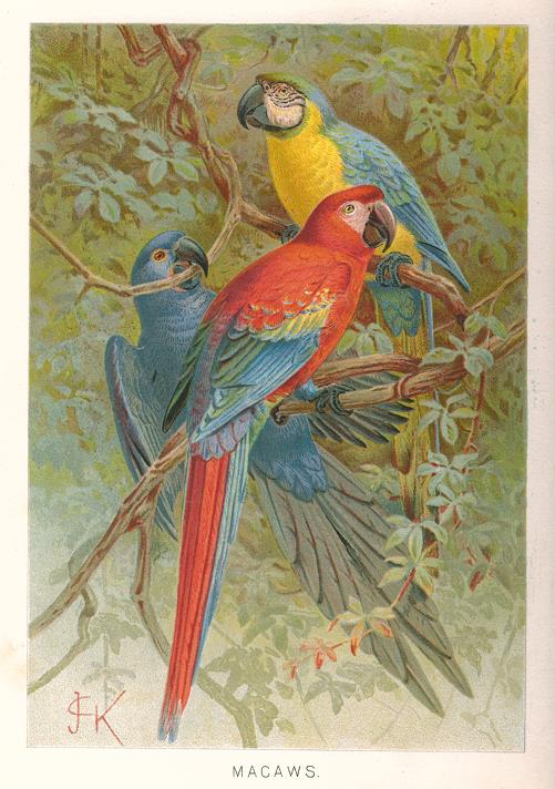 Macaws, 1895