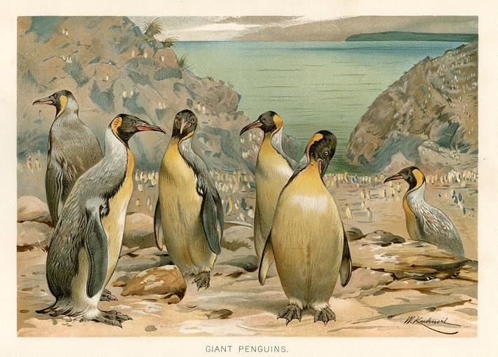 Giant Penguins, 1895