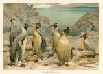 Giant Penguins, 1895