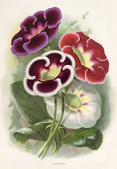 Gloxinias, 1895