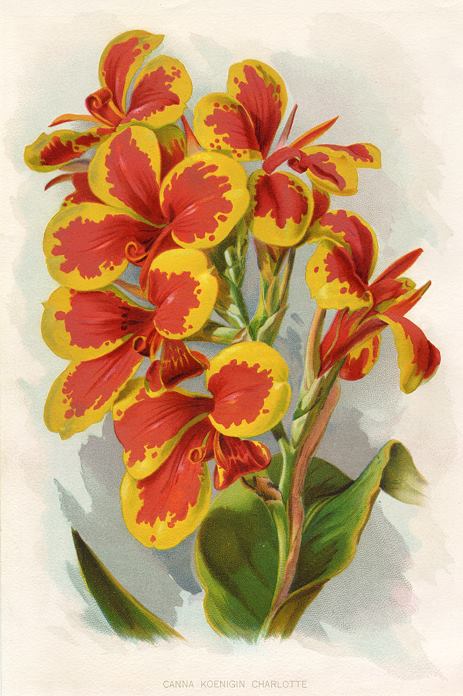 Canna Koenigin Charlotte, 1895