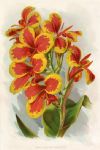 Canna Koenigin Charlotte, 1895