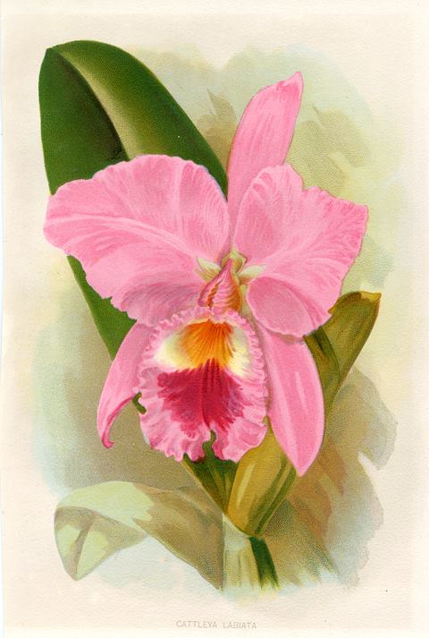 Cattleya Labiata, 1895