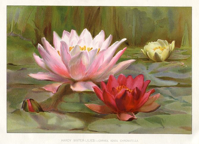 Hardy Water Lilies, 1895